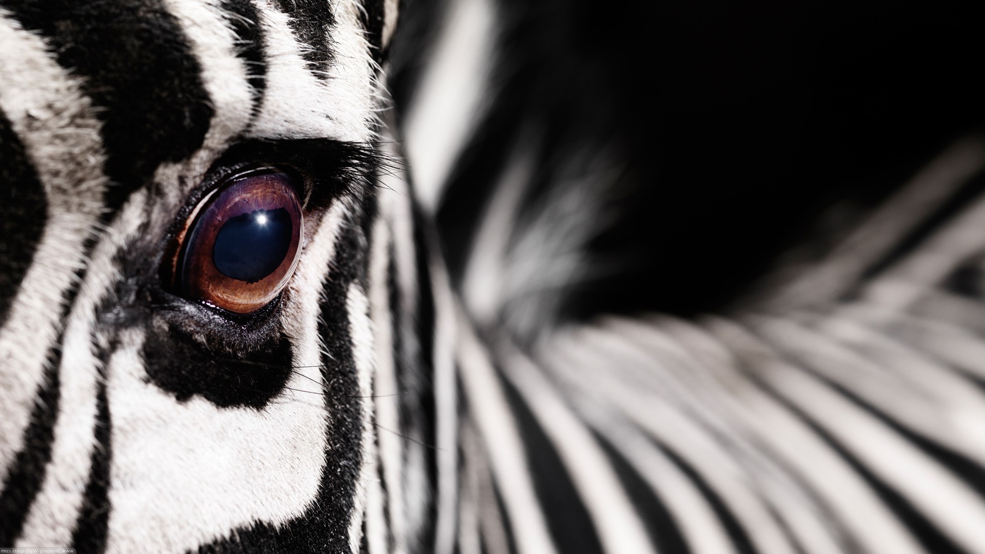 animals, Macro, Zebras Wallpaper