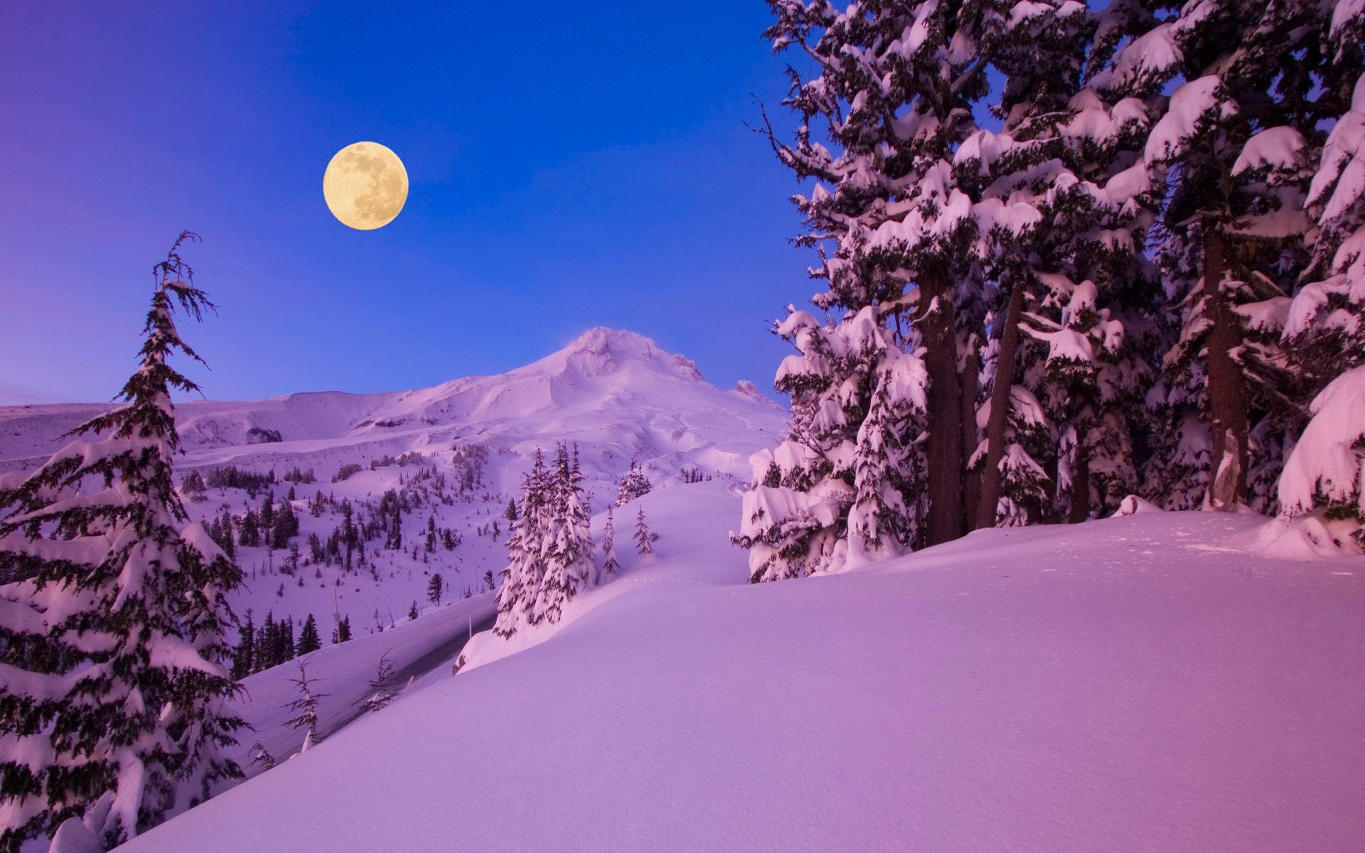 plants, Landscape, Trees, Moon Wallpaper
