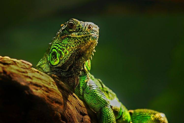 animals, Macro, Lizards HD Wallpaper Desktop Background