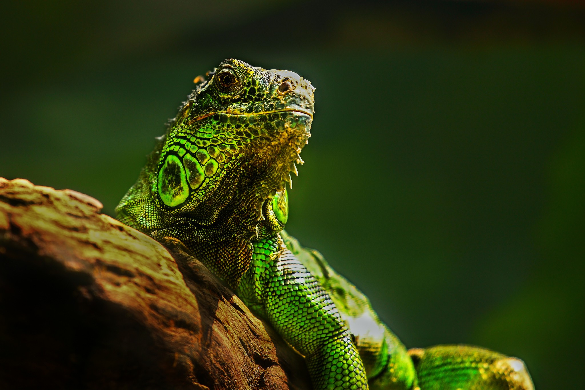 animals, Macro, Lizards Wallpaper