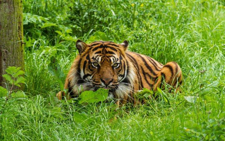animals, Tiger, Big Cats, Nature, Green HD Wallpaper Desktop Background