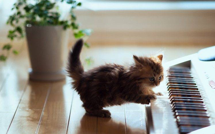 animals, Cat, Kittens, Baby Animals, Piano HD Wallpaper Desktop Background