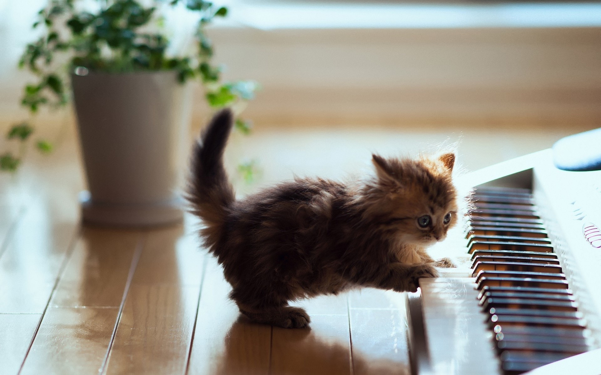 animals, Cat, Kittens, Baby Animals, Piano Wallpaper