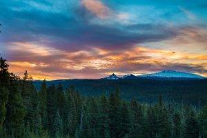 Oregon, Landscape, Trees
