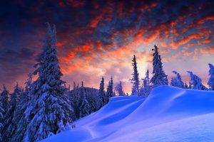 snow, Landscape, Trees