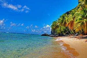 beach, Landscape, Palm Trees, Tropical