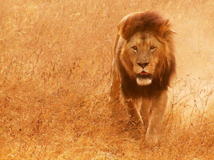 animals, Lion, Mammals HD Wallpaper Desktop Background