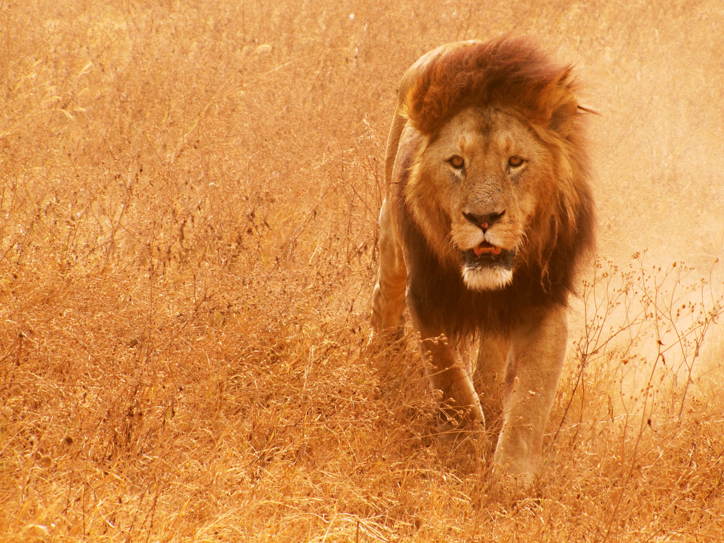 animals, Lion, Mammals Wallpaper