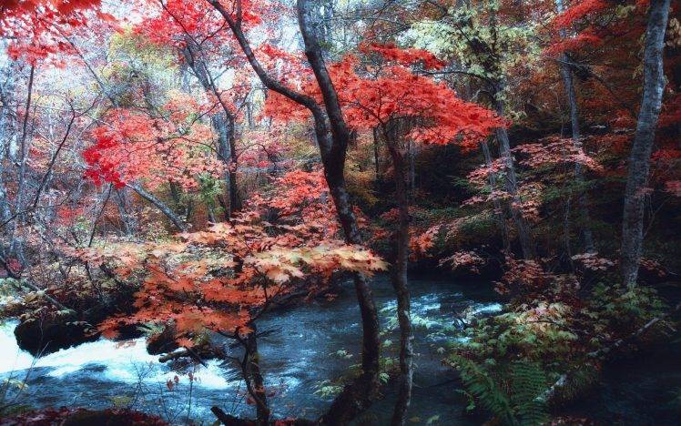 nature, Landscape, Maple Leaves, Trees, River, Japan, Forest, Ferns, Hill, Fall HD Wallpaper Desktop Background
