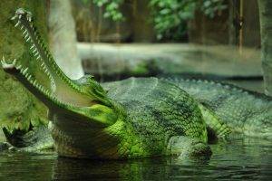 animals, Nature, Gharial, Crocodiles