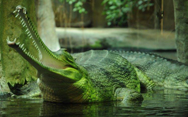 animals, Nature, Gharial, Crocodiles HD Wallpaper Desktop Background