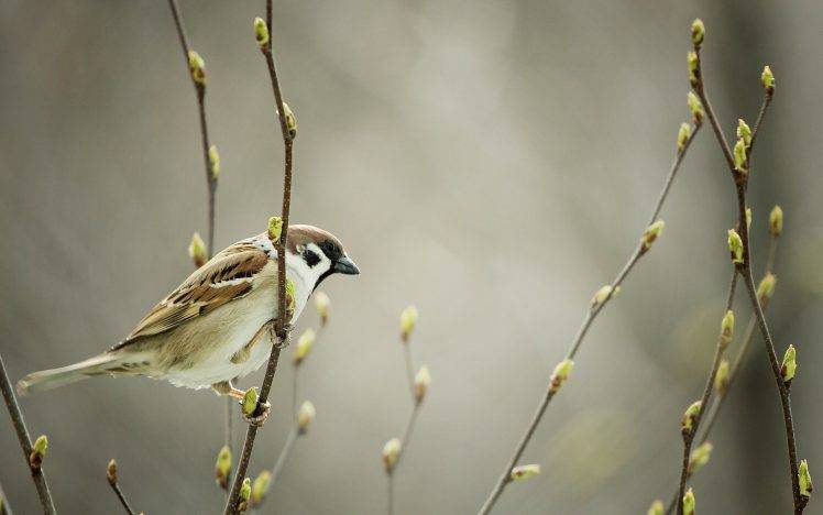 nature, Animals, Birds, Sparrows, Victor Hugo HD Wallpaper Desktop Background