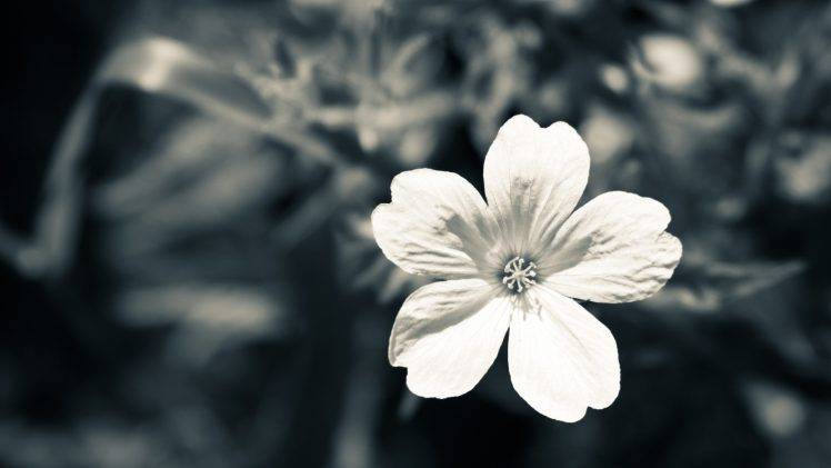 flowers, Nature, Macro, Monochrome HD Wallpaper Desktop Background