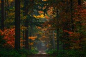 nature, Landscape, Forest, Fairy Tale, Fall, Path, Trees, Dirt Road, Colorful, Netherlands, Shrubs