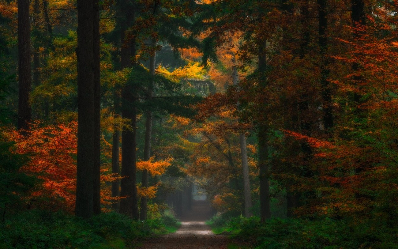 nature, Landscape, Forest, Fairy Tale, Fall, Path, Trees, Dirt Road, Colorful, Netherlands, Shrubs Wallpaper
