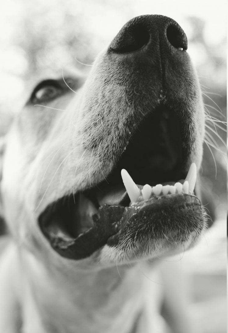 dog, Monochrome, Animals HD Wallpaper Desktop Background