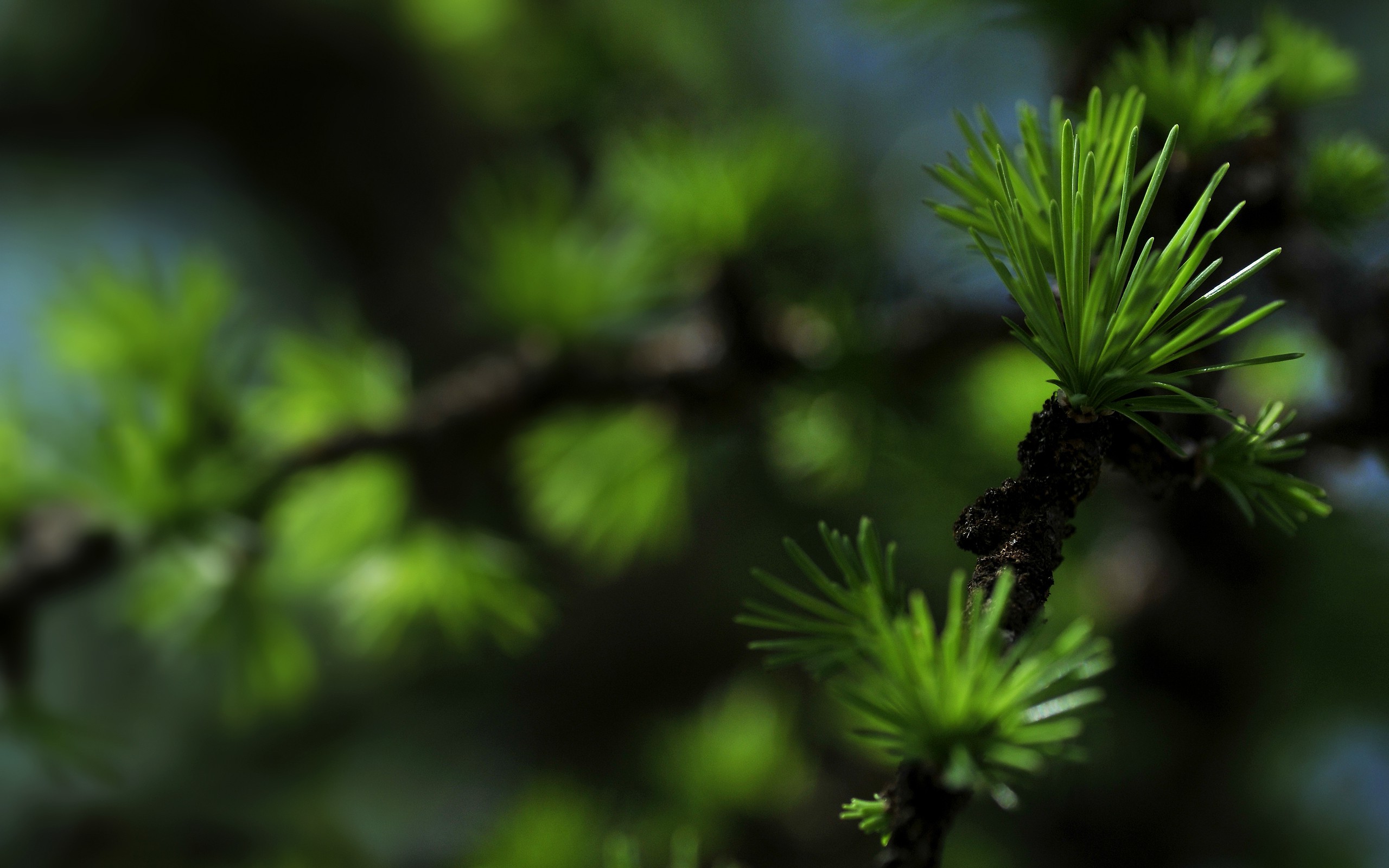 nature, Macro Wallpaper