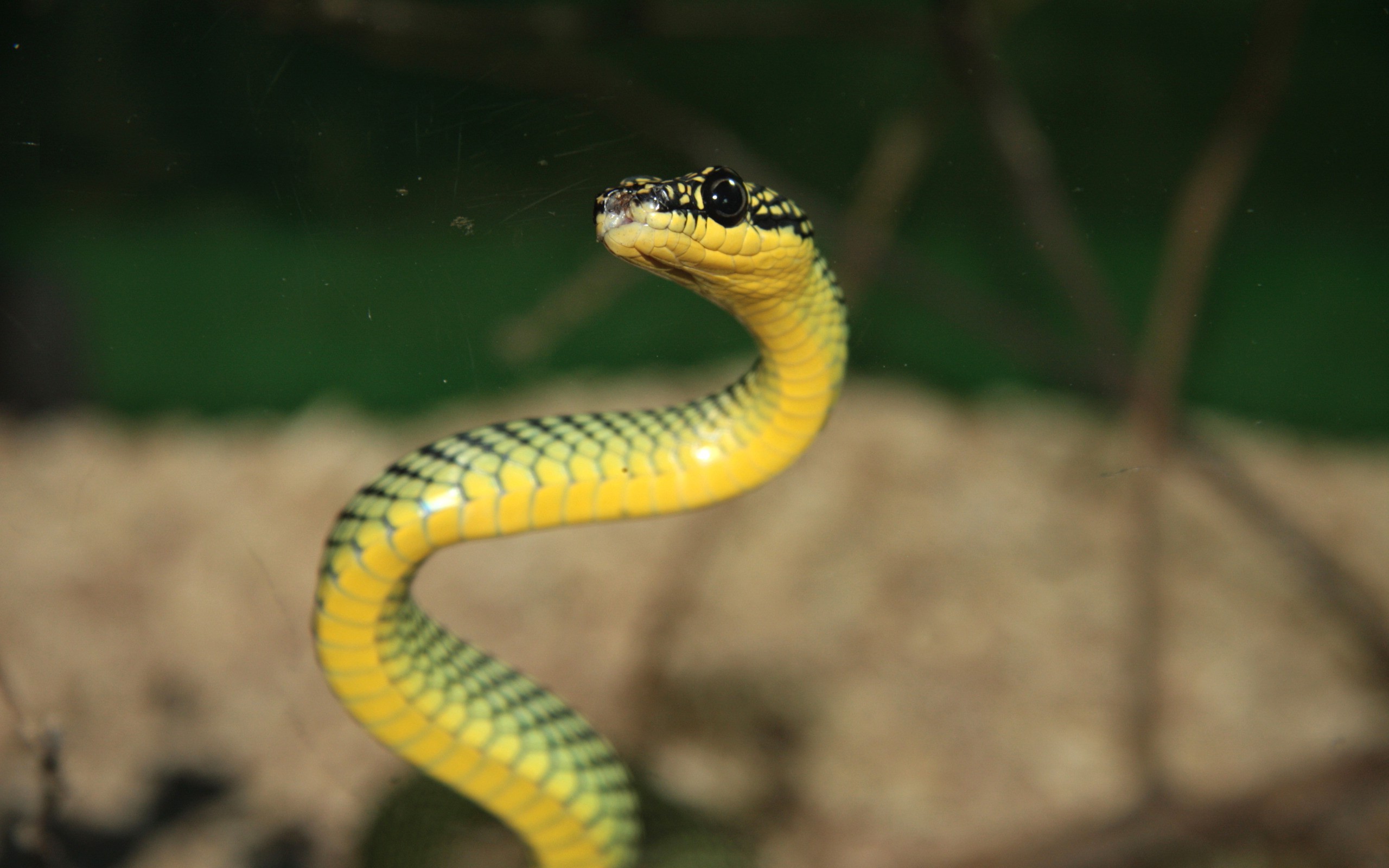 animals, Reptile, Snake Wallpaper