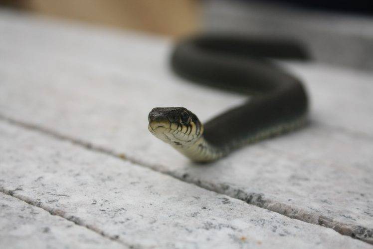 animals, Reptile, Snake HD Wallpaper Desktop Background