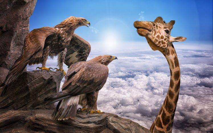 nature, Animals, Giraffes, Birds, Eagle, Photo Manipulation, Rock, Humor, Sky, Sun, Clouds HD Wallpaper Desktop Background