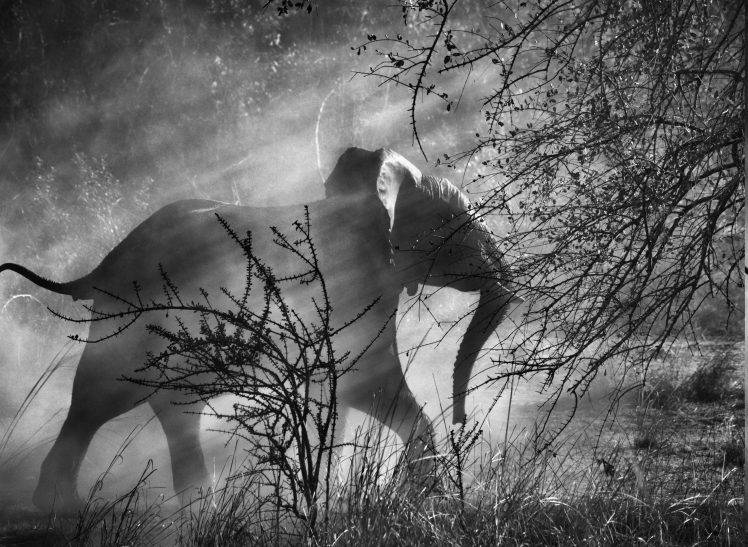 nature, Animals, Sebastiao Salgado, Photographers, Photography, Monochrome, Elephants, Trees, Grass, Dust, Sun Rays, Baby Animals HD Wallpaper Desktop Background