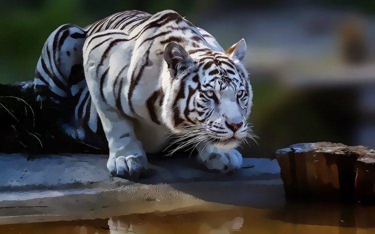 tiger, White Tigers, Animals, Artwork, Drawing HD Wallpaper Desktop Background