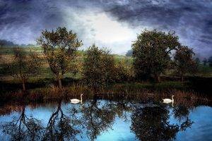nature, Lake, Water, Trees, Animals, Reflection, Swans