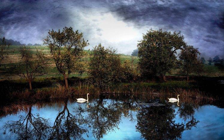 nature, Lake, Water, Trees, Animals, Reflection, Swans HD Wallpaper Desktop Background