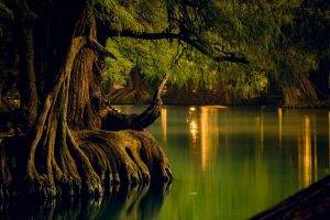 nature, Landscape, Lake, Forest, Water, Reflection, Trees, Roots, Calm, Mexico
