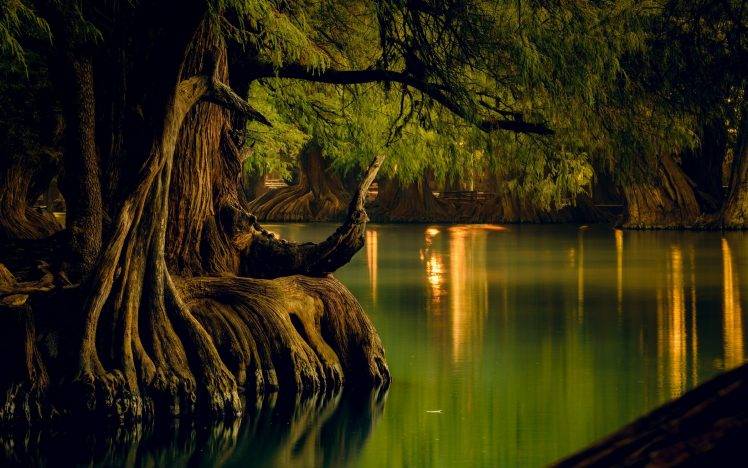 nature, Landscape, Lake, Forest, Water, Reflection, Trees, Roots, Calm, Mexico HD Wallpaper Desktop Background