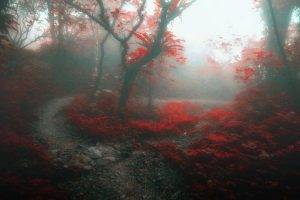 nature, Landscape, Forest, Mist, Path, Trees, Daylight, Red, Leaves, Fall, Morning