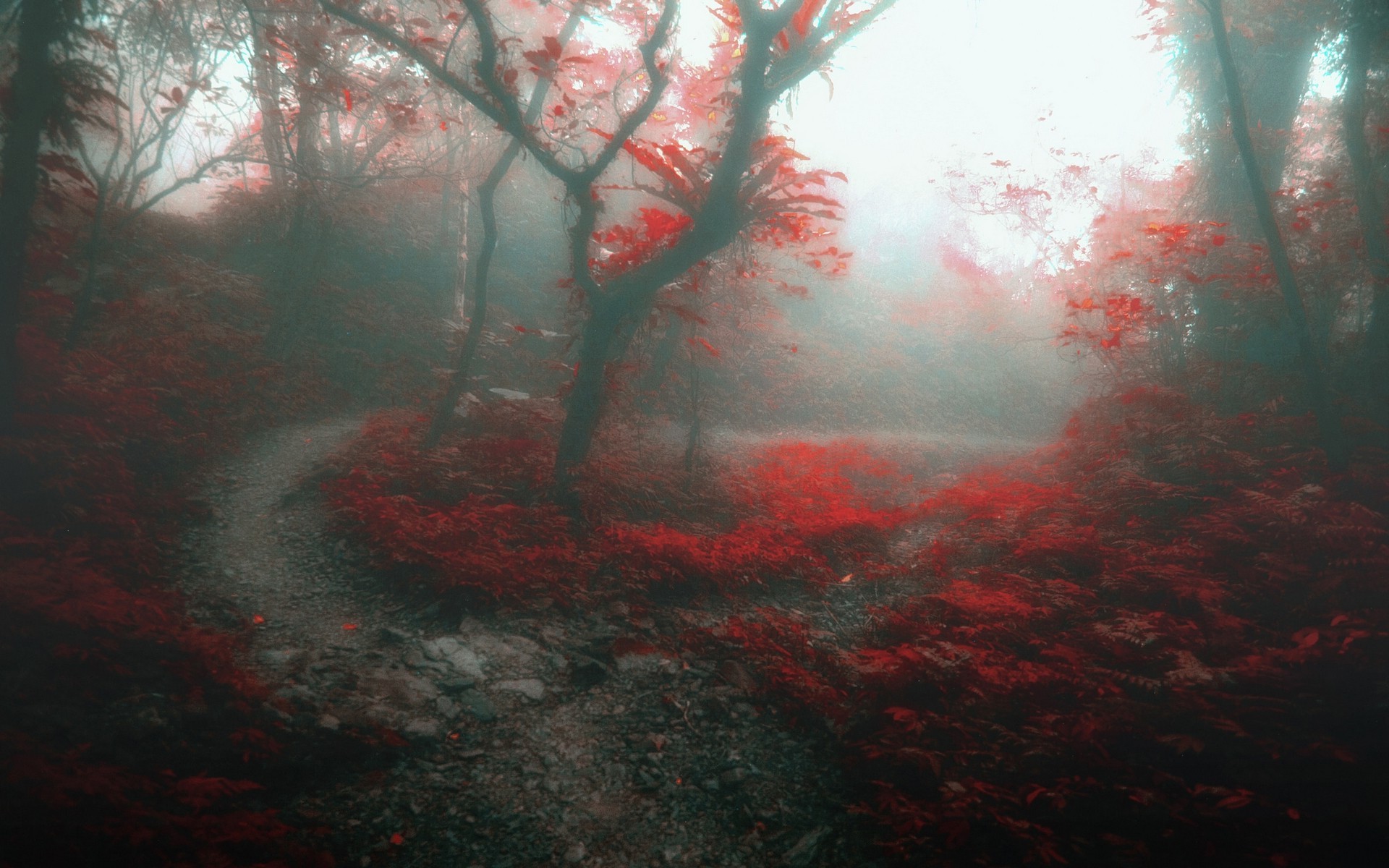 nature, Landscape, Forest, Mist, Path, Trees, Daylight, Red, Leaves, Fall, Morning Wallpaper