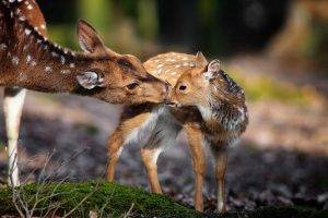 nature, Animals, Deer, Baby Animals