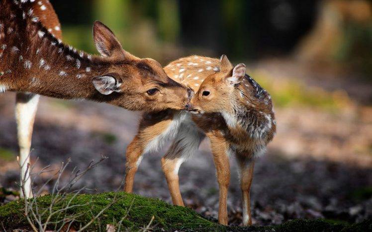 nature, Animals, Deer, Baby Animals HD Wallpaper Desktop Background