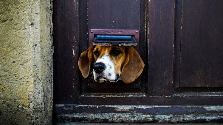 animals, Dog, Door HD Wallpaper Desktop Background