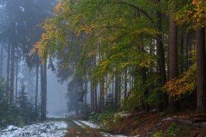 nature, Landscape, Forest, Fall, Mist, Snow, Path, Dirt Road, Morning, Trees