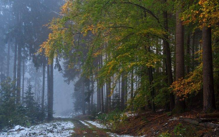 nature, Landscape, Forest, Fall, Mist, Snow, Path, Dirt Road, Morning, Trees HD Wallpaper Desktop Background