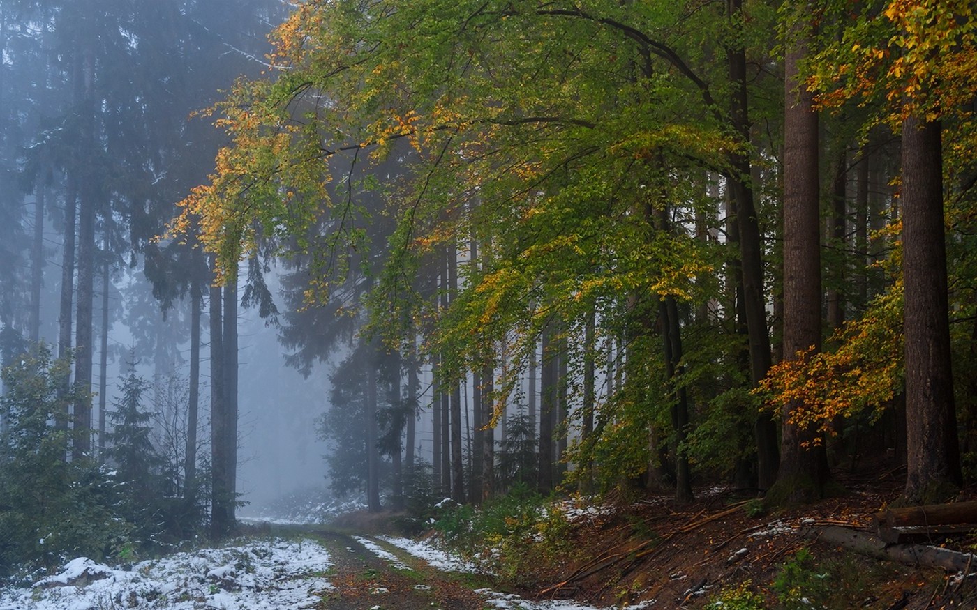 nature, Landscape, Forest, Fall, Mist, Snow, Path, Dirt Road, Morning, Trees Wallpaper