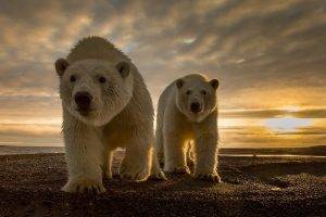 animals, Polar Bears, Sun