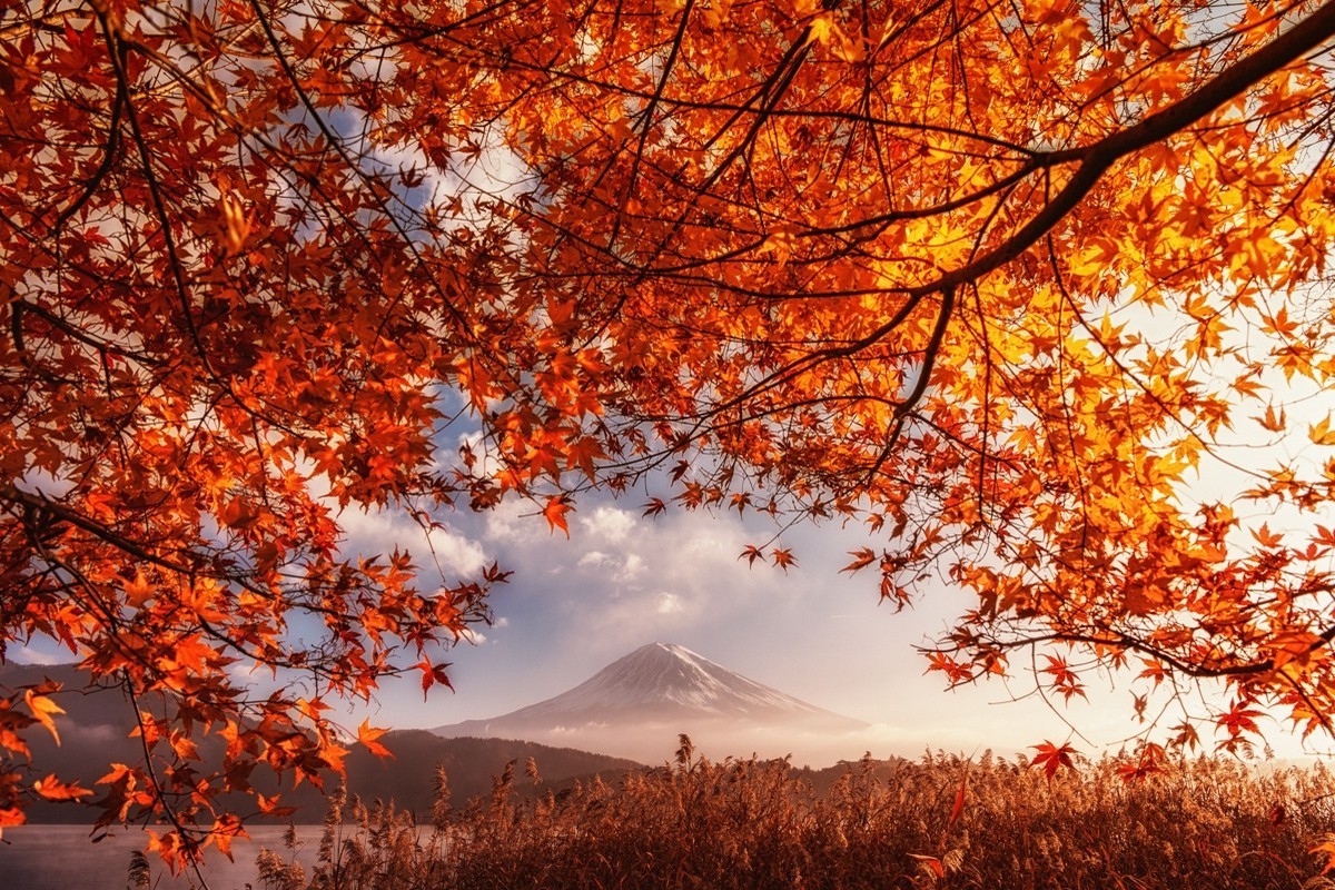 fall, Volcano, Mount Fuji, Japan, Orange, Leaves, Mountain, Mist, Lake, Shrubs, Nature, Landscape, Sunlight Wallpaper