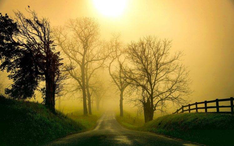 nature, Landscape, Road, Mist, Grass, Trees, Morning, Fence, Sunlight HD Wallpaper Desktop Background