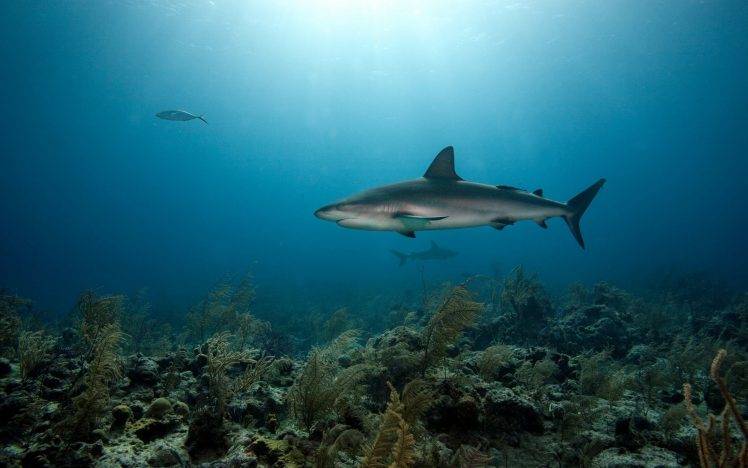 shark, Animals, Coral HD Wallpaper Desktop Background