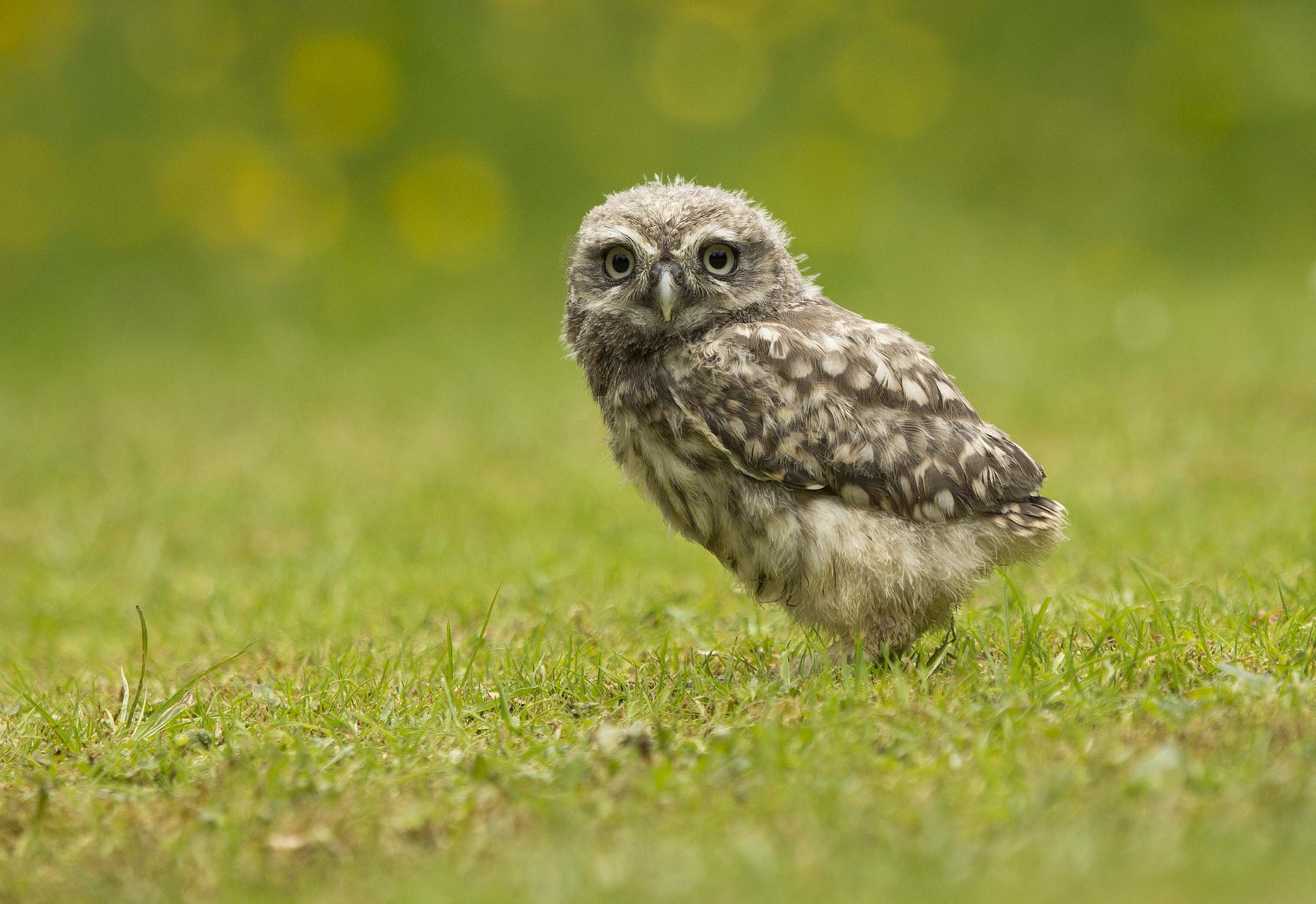 animals, Owl, Grass Wallpaper