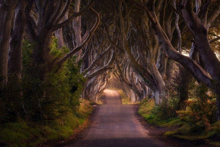 nature, Landscape, Road, Trees, Shrubs, Fairy Tale, Ireland, Grass, Morning, Daylight HD Wallpaper Desktop Background