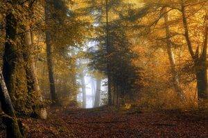 nature, Landscape, Sunrise, Mist, Forest, Fall, Yellow, Leaves, Path, Sunlight, Shrubs, Trees