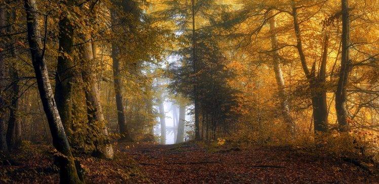 nature, Landscape, Sunrise, Mist, Forest, Fall, Yellow, Leaves, Path, Sunlight, Shrubs, Trees HD Wallpaper Desktop Background