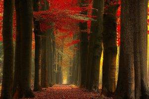 nature, Landscape, Fall, Forest, Leaves, Red, Mist, Trees, Path, Sunlight