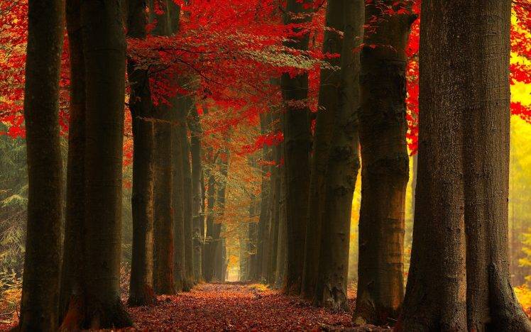 nature, Landscape, Fall, Forest, Leaves, Red, Mist, Trees, Path, Sunlight HD Wallpaper Desktop Background