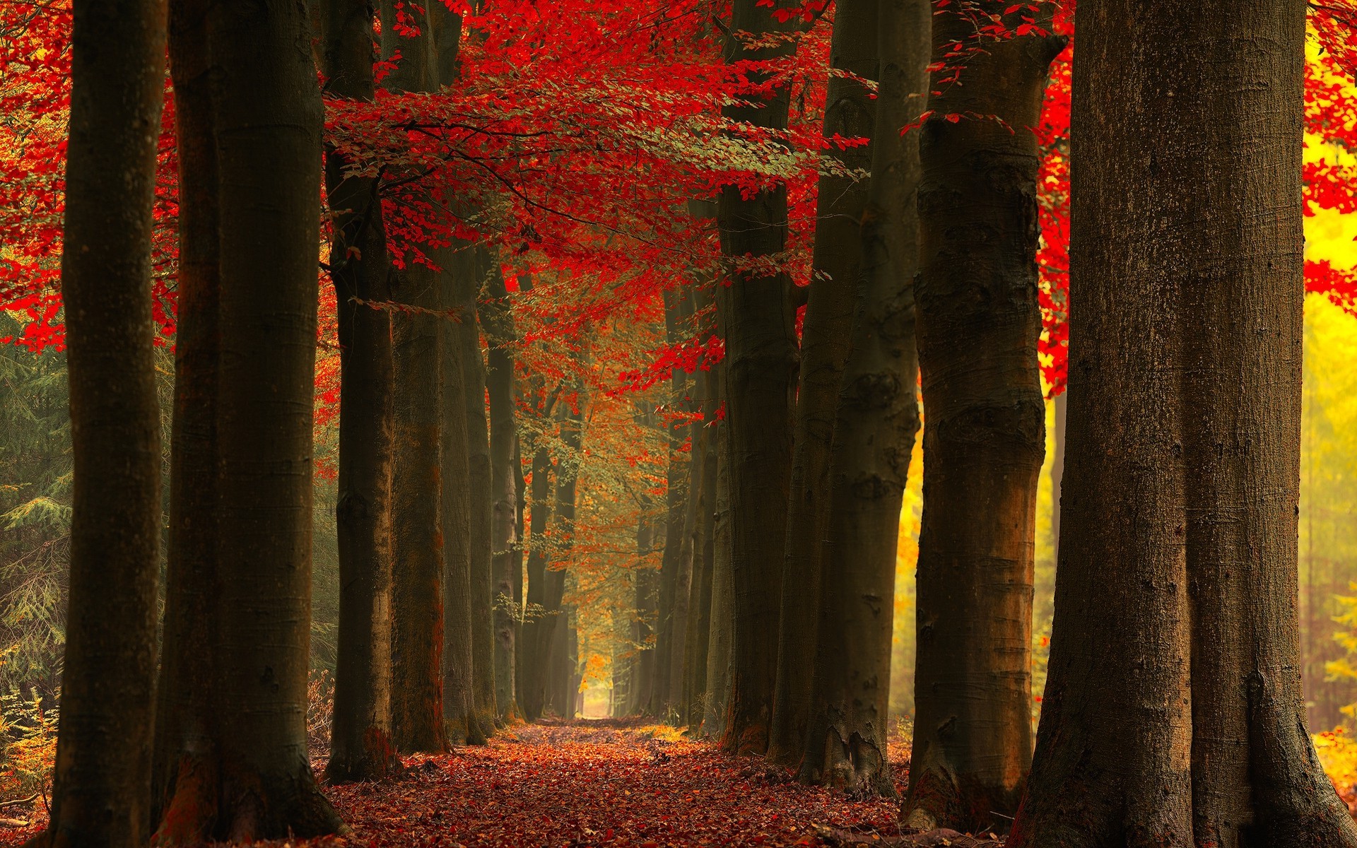 nature, Landscape, Fall, Forest, Leaves, Red, Mist, Trees, Path, Sunlight Wallpaper