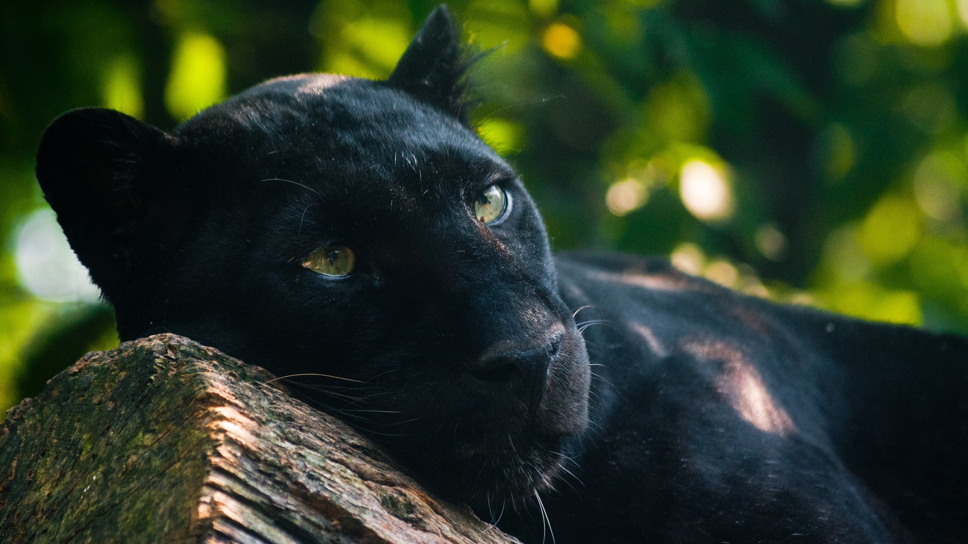 panther, Animals Wallpapers HD / Desktop and Mobile Backgrounds